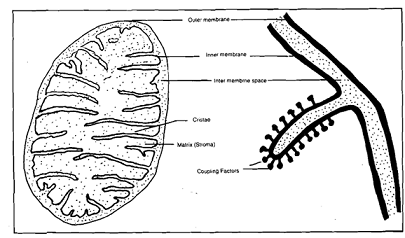 2119_Diagram of a mitochondrion.png